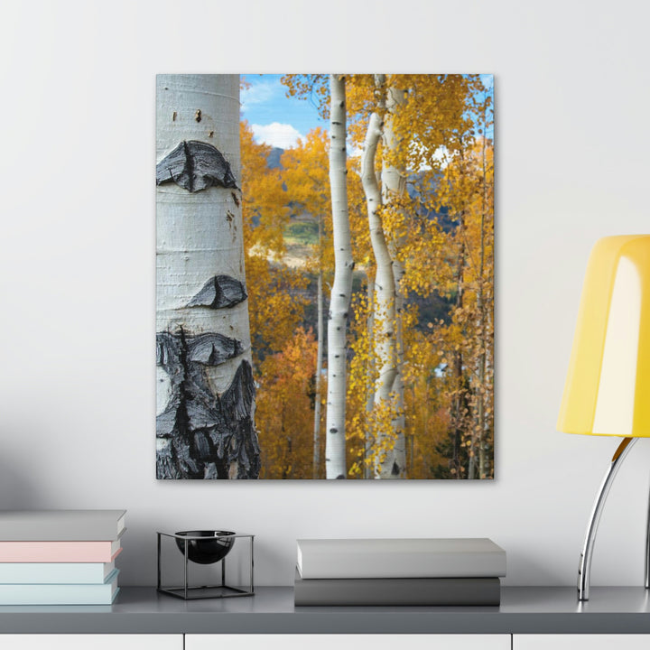 Aspens Changing - Canvas