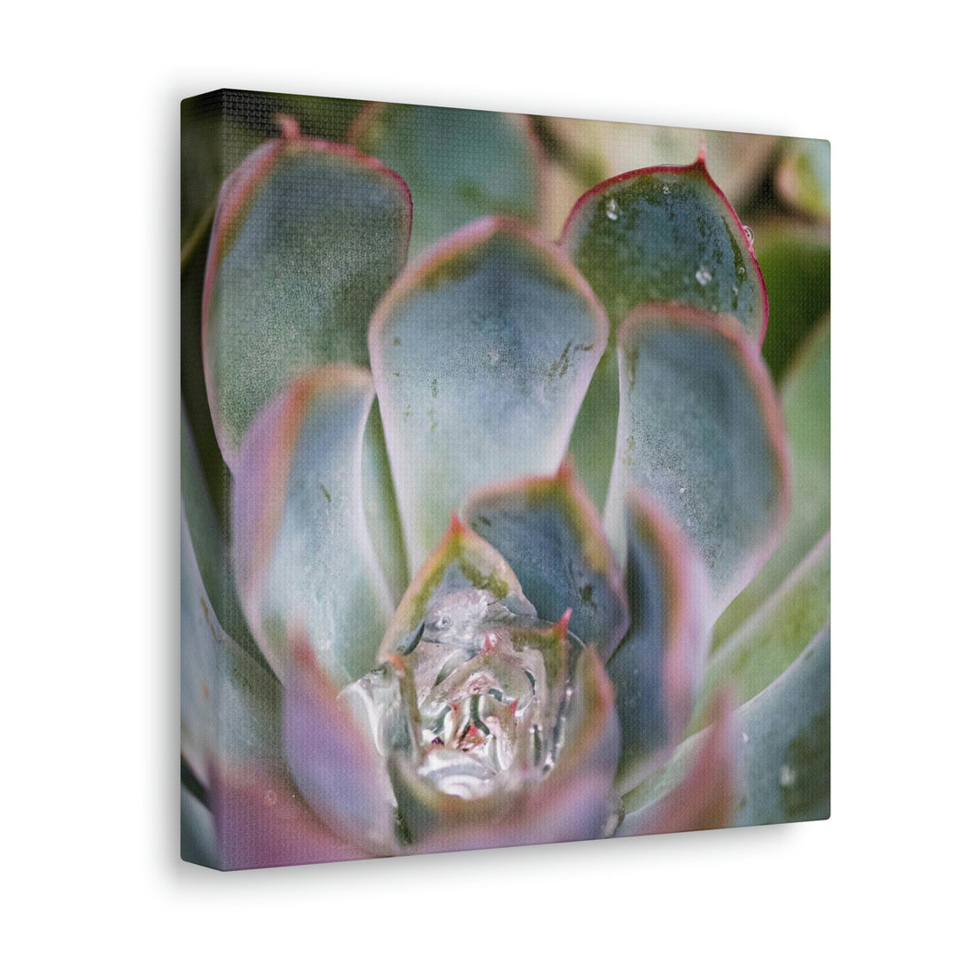 Stunning Succulent - Canvas