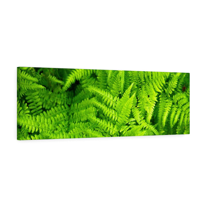 Ferns, Ferns, Ferns - Canvas