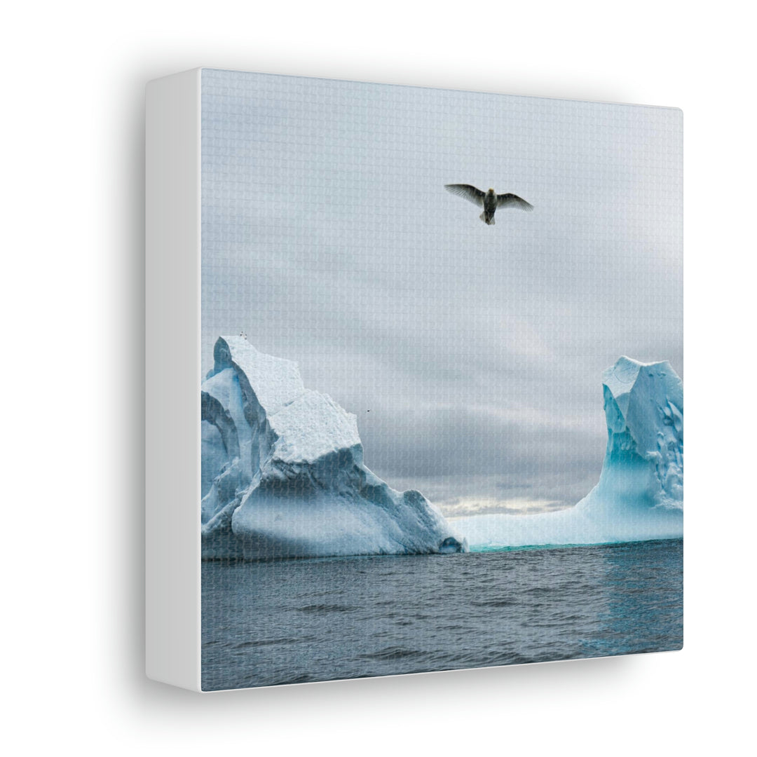 Antarctic Flight - Canvas