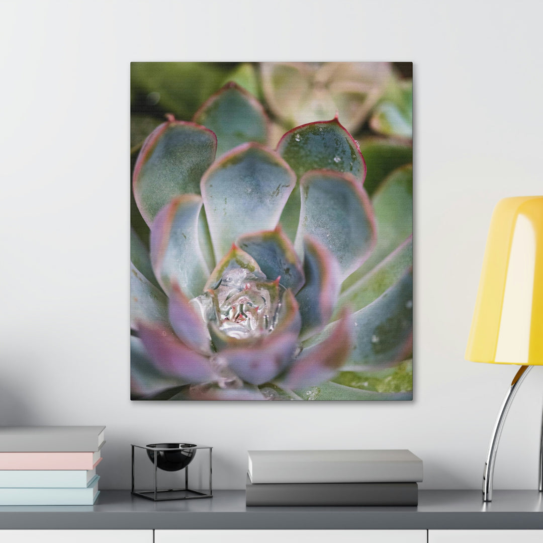 Stunning Succulent - Canvas