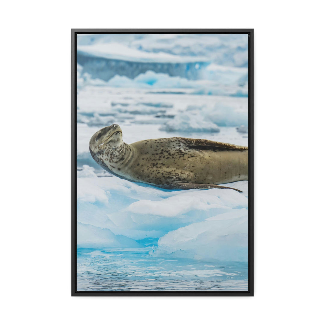 Leopard Seal Relaxing - Canvas with Frame