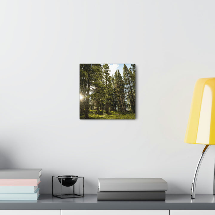 Forest Light - Canvas