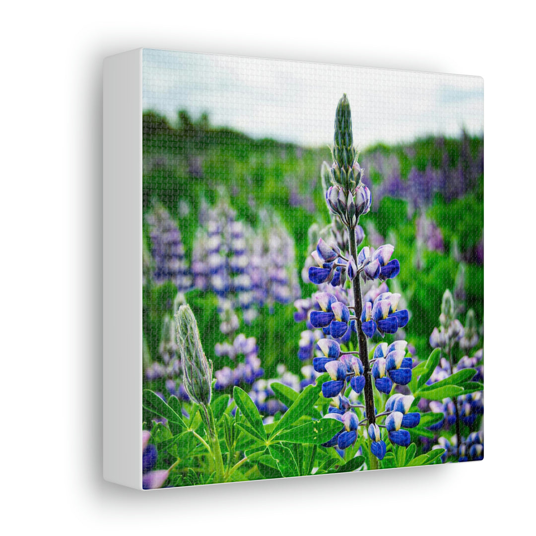 Glowing Lupin - Canvas