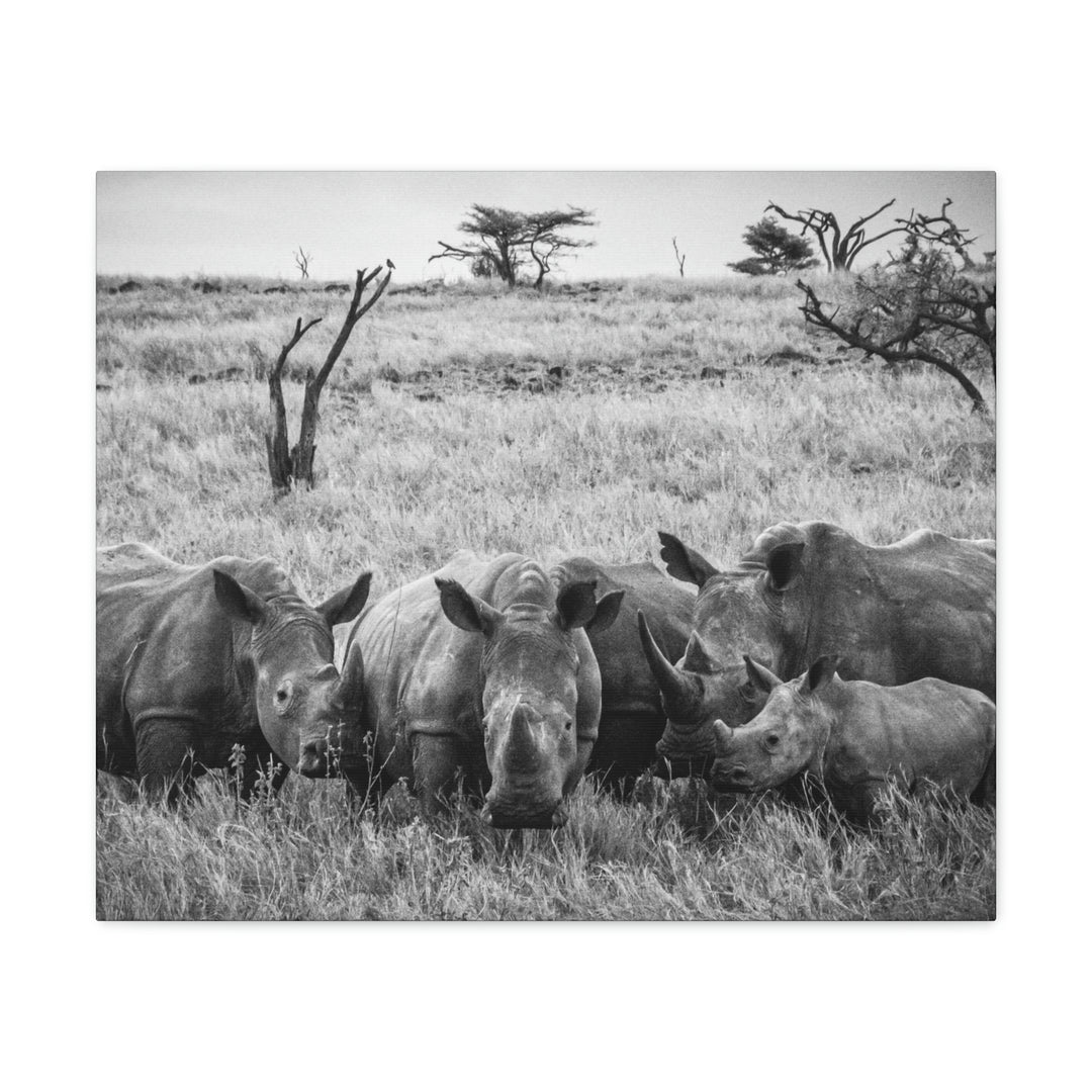 Rhino Family in Black and White - Canvas