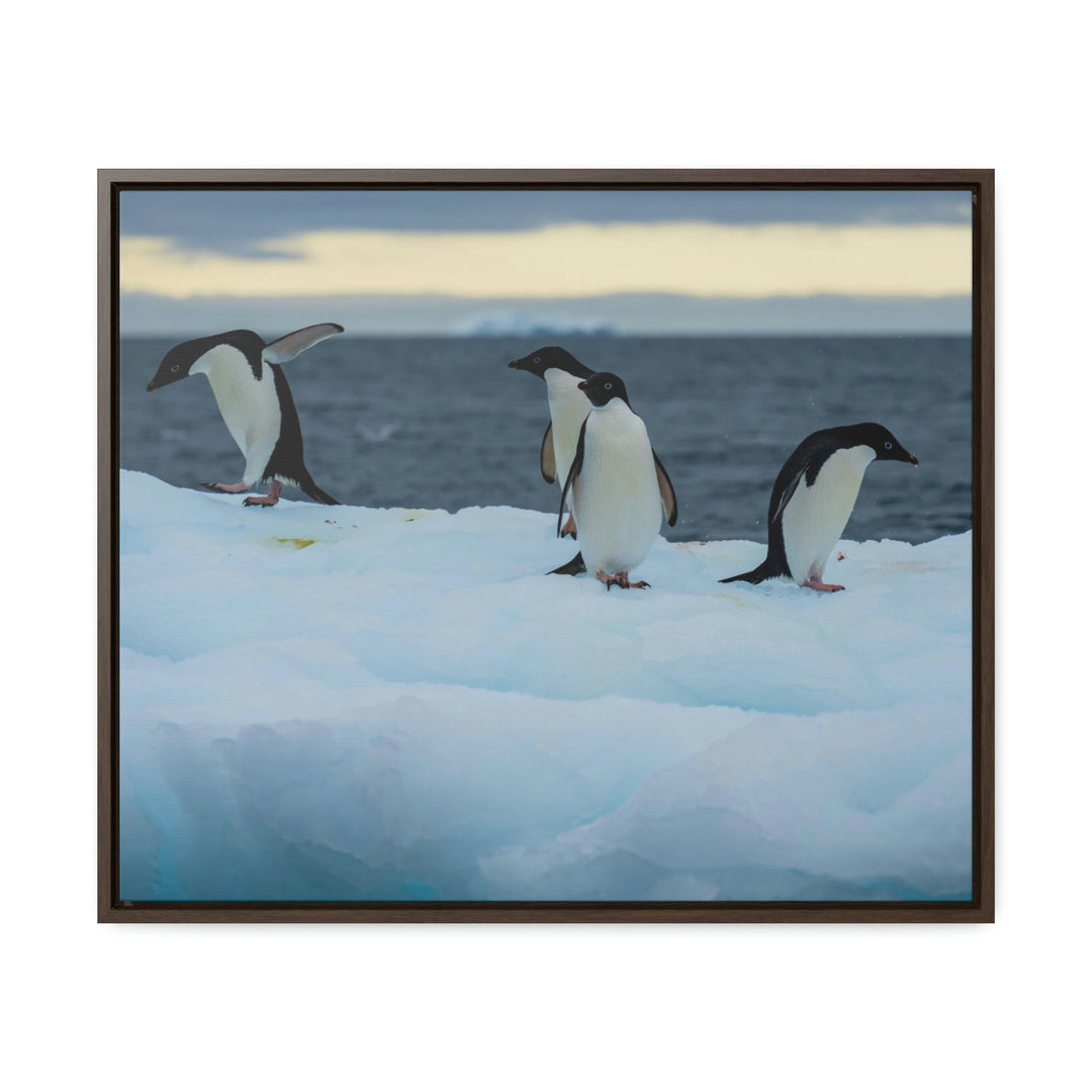 Penguin Dance - Canvas with Frame