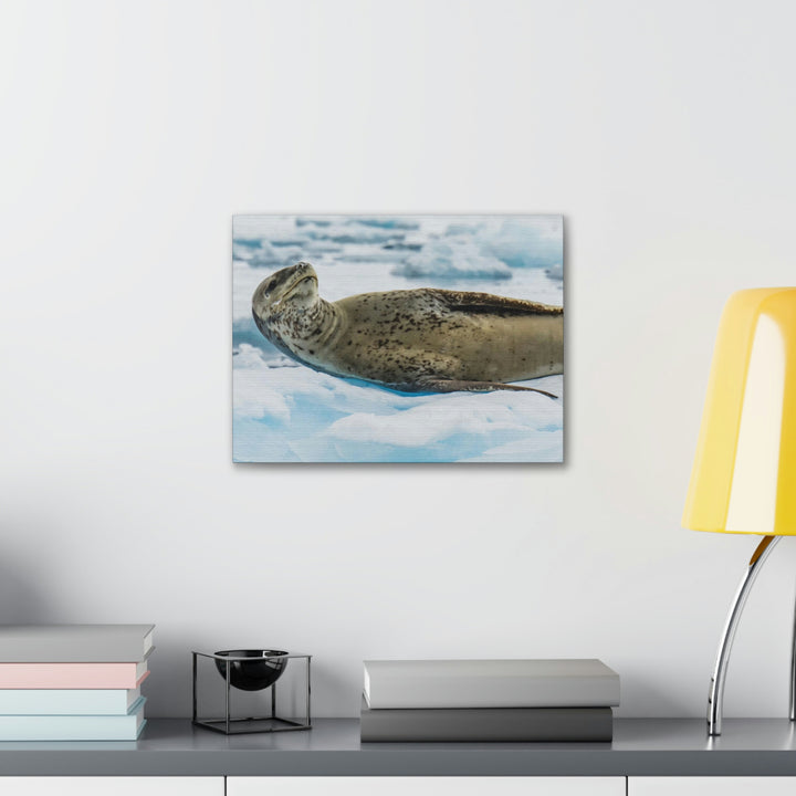 Leopard Seal Relaxing - Canvas