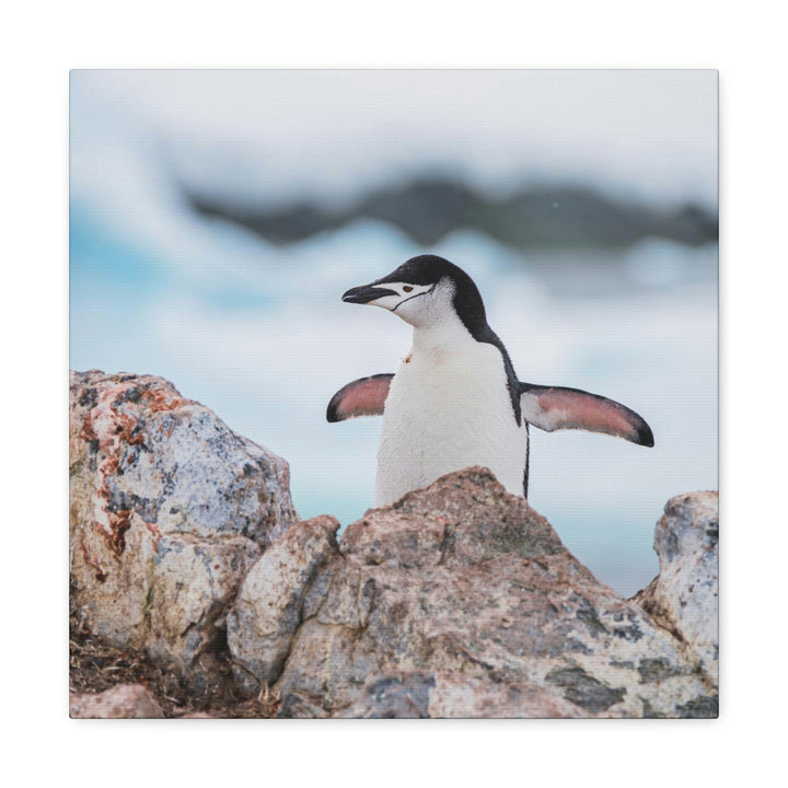 Stretched Penguin - Canvas