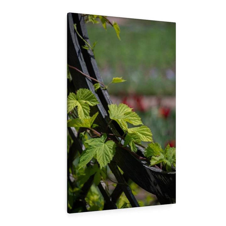 Ivy-Covered Fence - Canvas