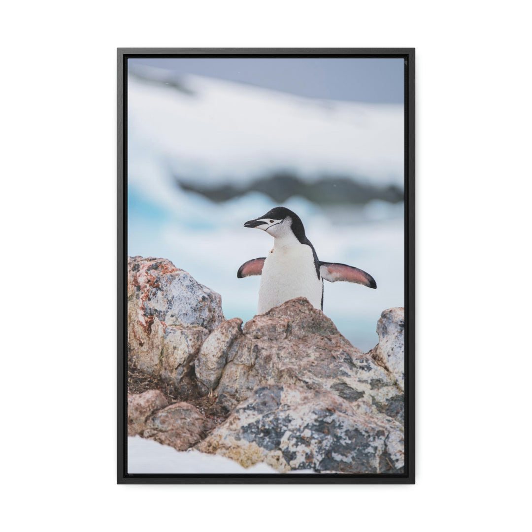 Stretched Penguin - Canvas with Frame