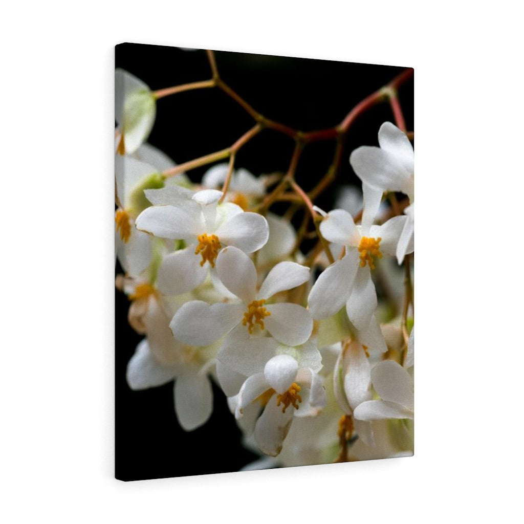 Floral Network - Canvas