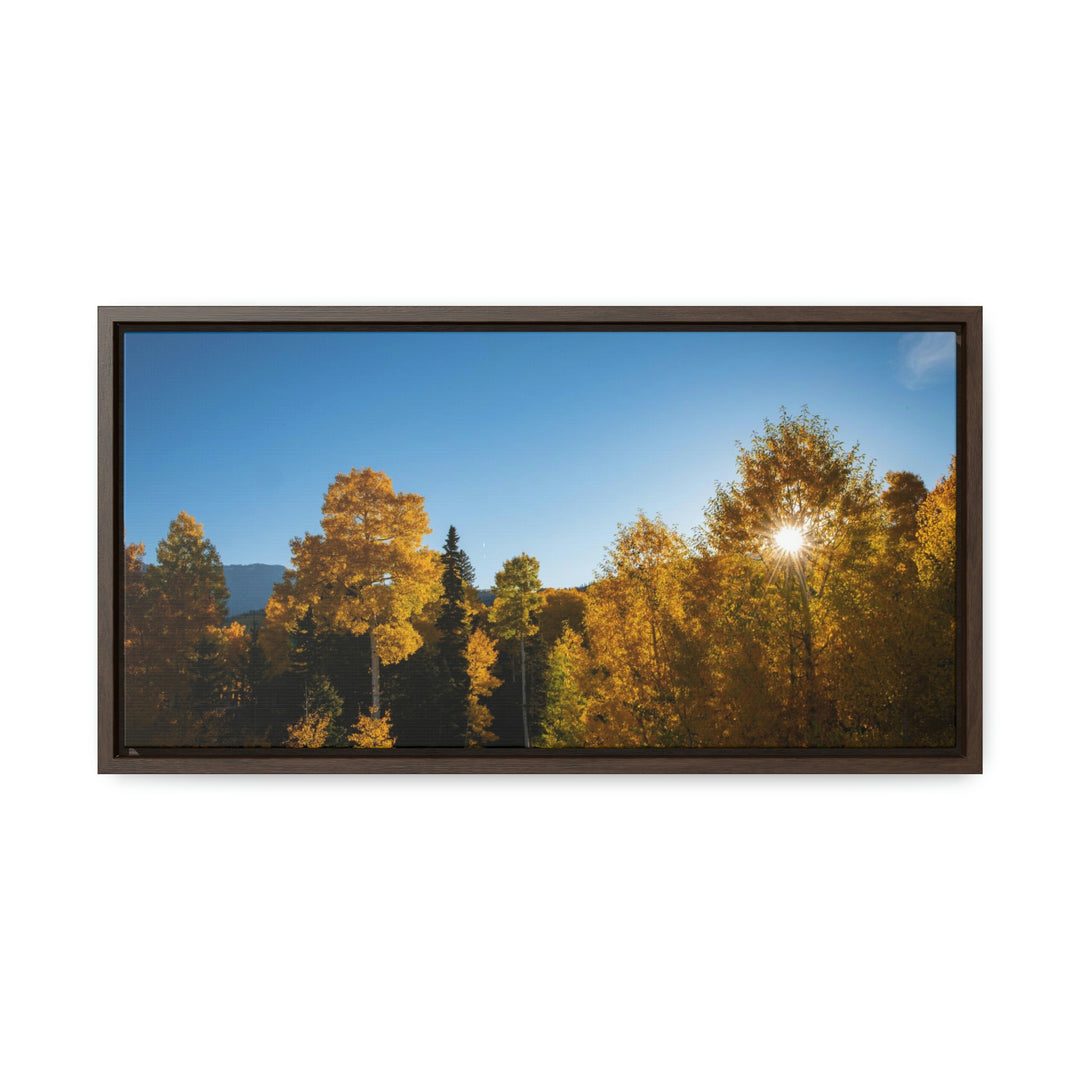 Sun Through the Aspens - Canvas with Frame