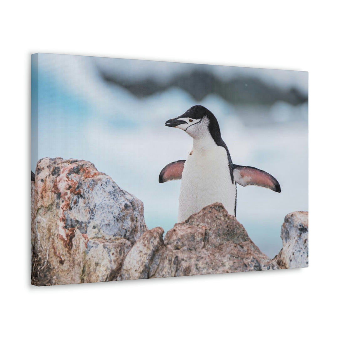 Stretched Penguin - Canvas