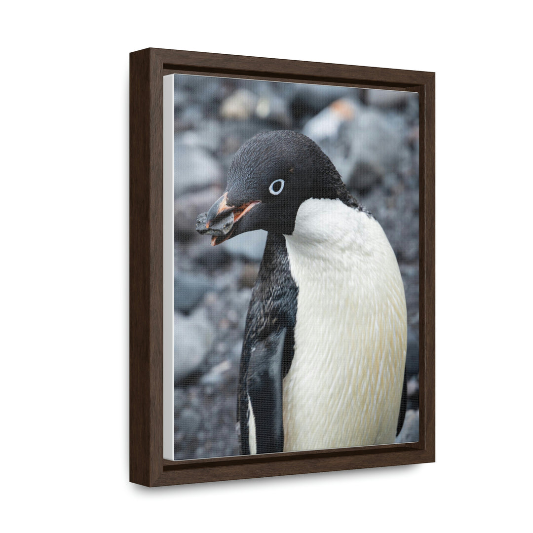 A Penguin's Pebble - Canvas with Frame