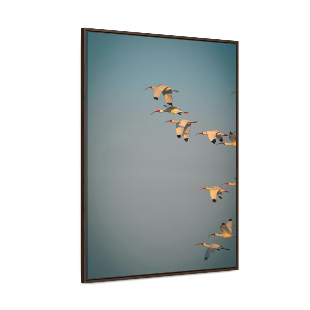 White Ibis in Flight - Canvas with Frame