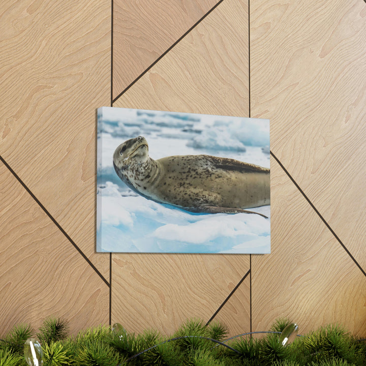 Leopard Seal Relaxing - Canvas