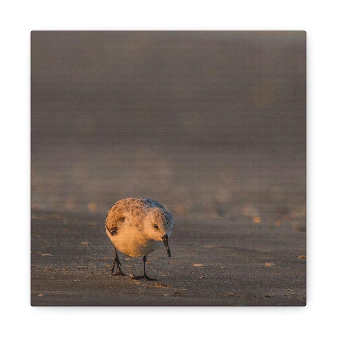 Feeding Sanderling - Canvas