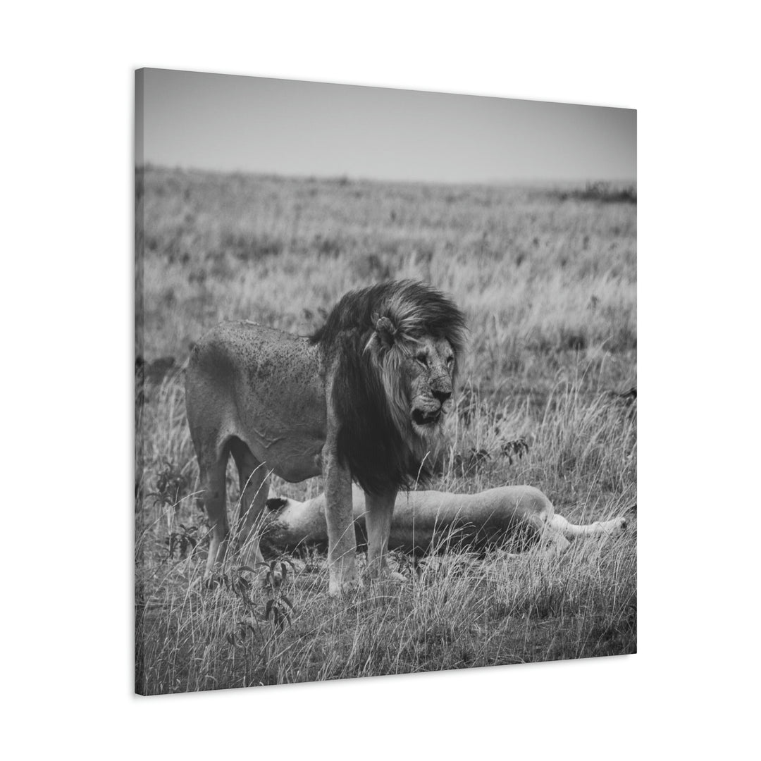 Mating Lions in Black and White - Canvas