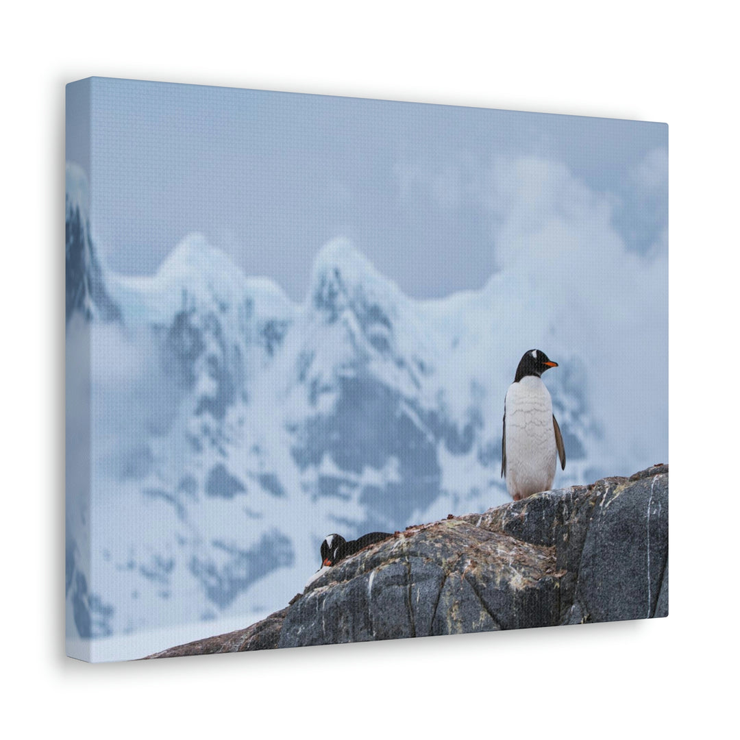 Poised Penguin - Canvas