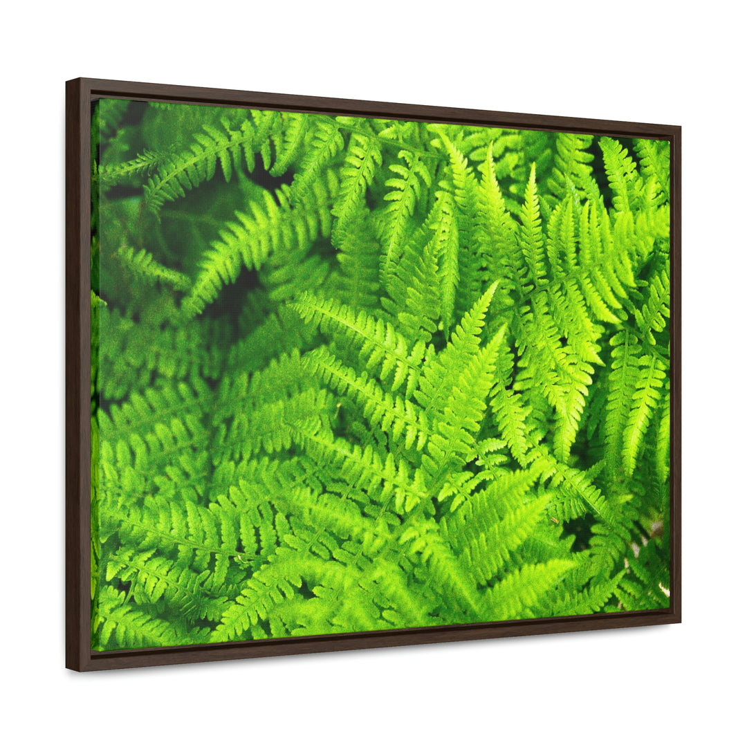 Ferns, Ferns, Ferns - Canvas with Frame