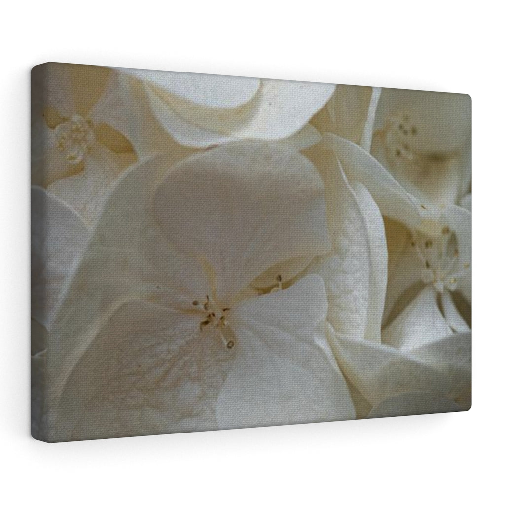 White Hydrangea Detail - Canvas