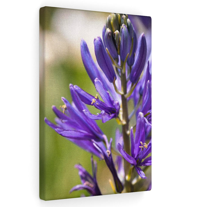 Camas in Bloom - Canvas