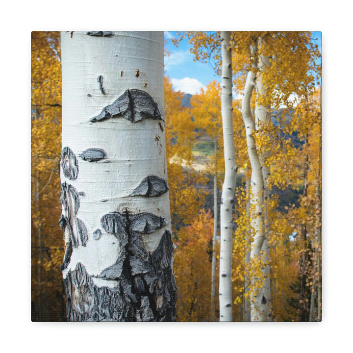 Aspens Changing - Canvas