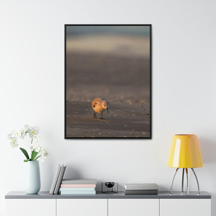 Feeding Sanderling - Canvas with Frame