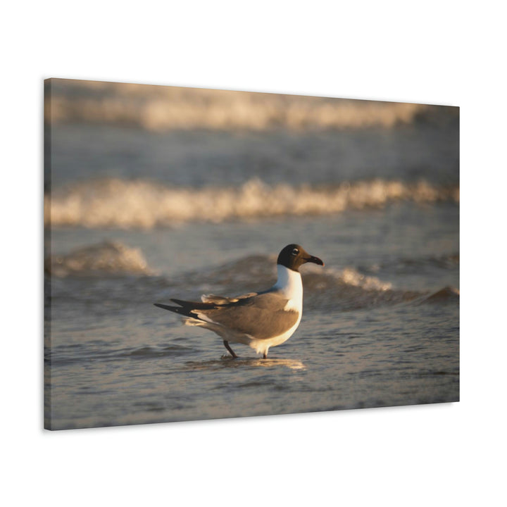 Laughing Gull in the Surf - Canvas