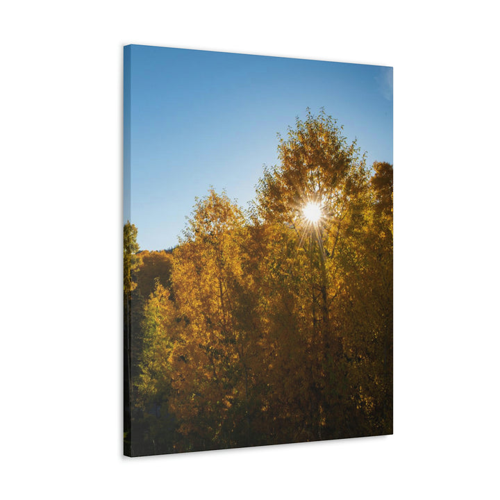 Sun Through the Aspens - Canvas