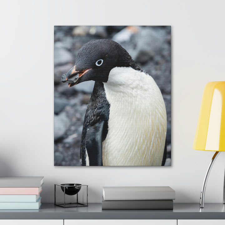 A Penguin's Pebble - Canvas