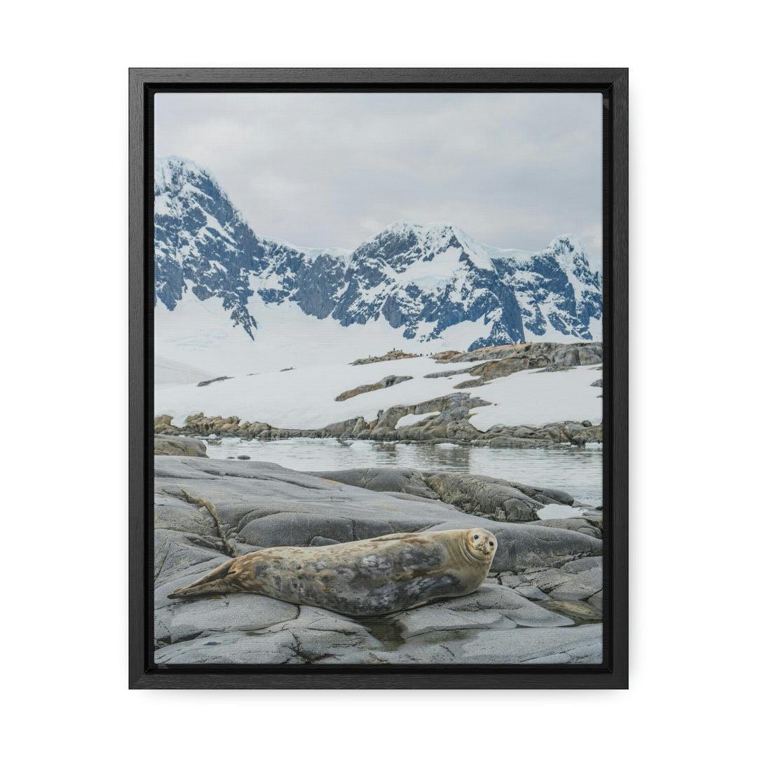 Weddell Relaxing - Canvas with Frame