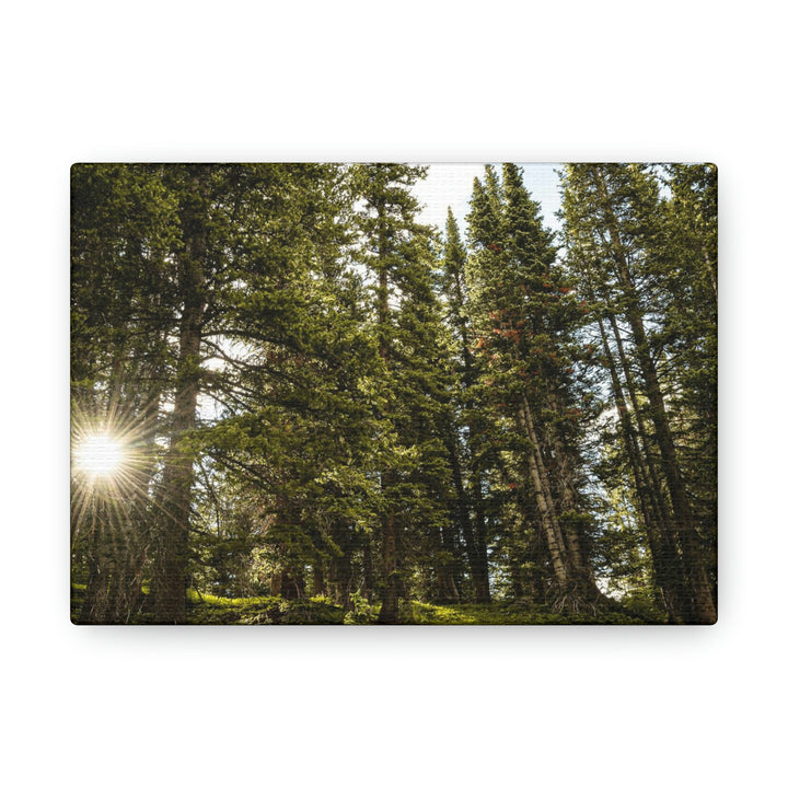 Forest Light - Canvas