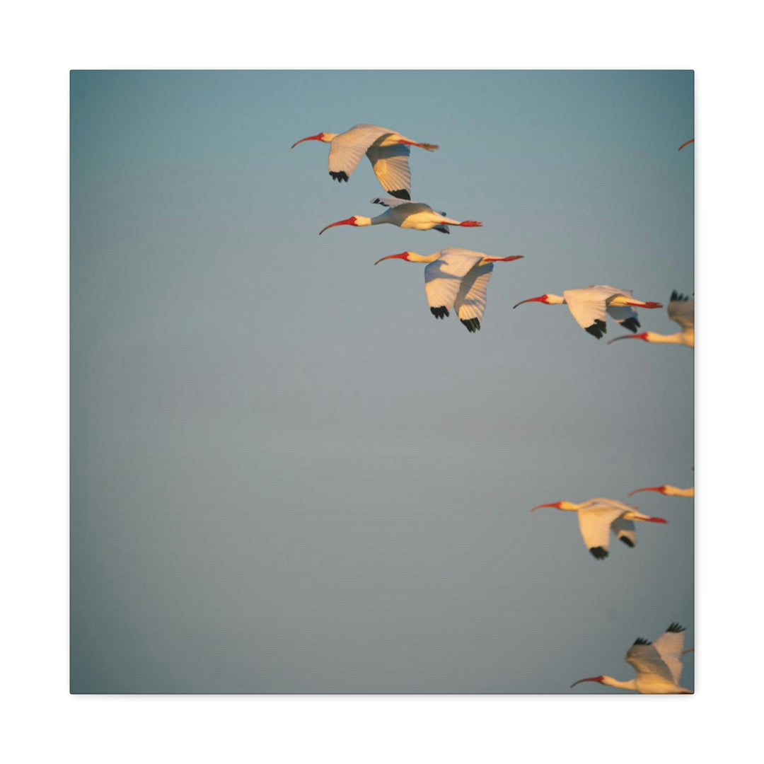 White Ibis in Flight - Canvas