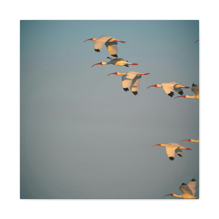 White Ibis in Flight - Canvas