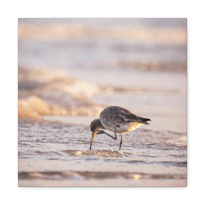 Willet Itch - Canvas