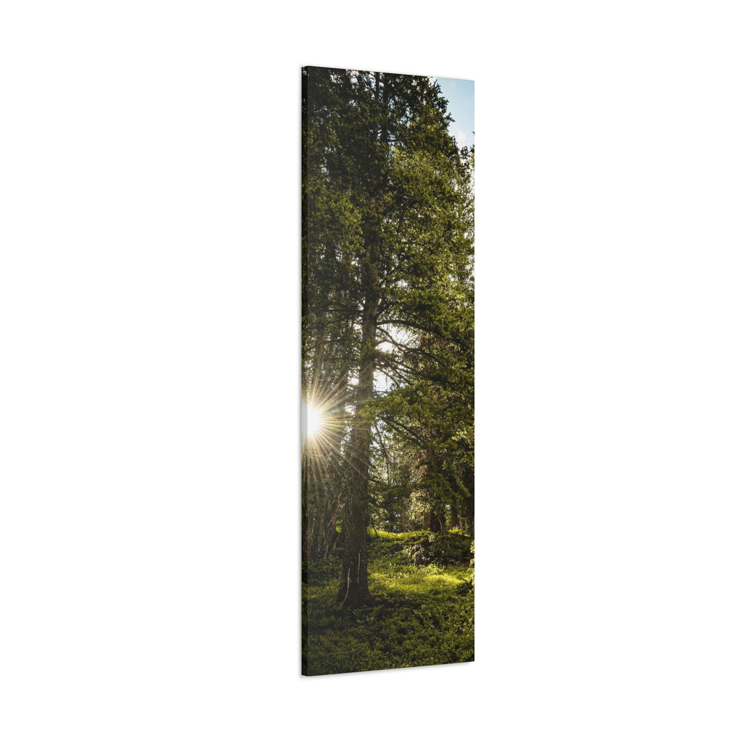 Forest Light - Canvas