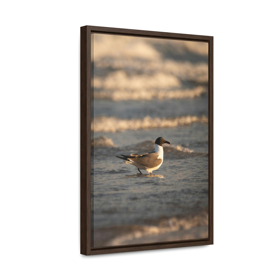 Laughing Gull in the Surf - Canvas with Frame