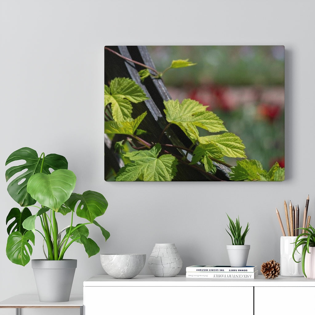 Ivy-Covered Fence - Canvas