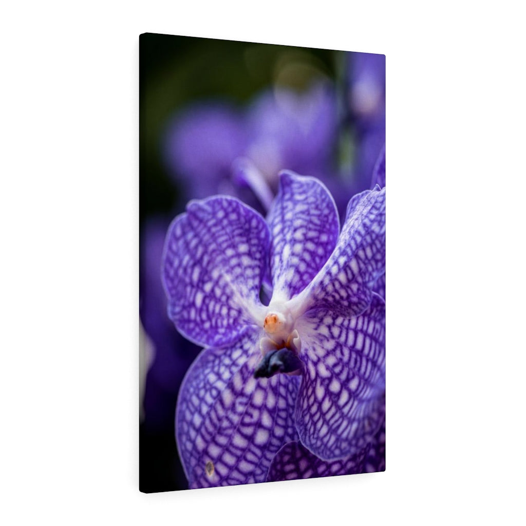 Orchid Detail - Canvas