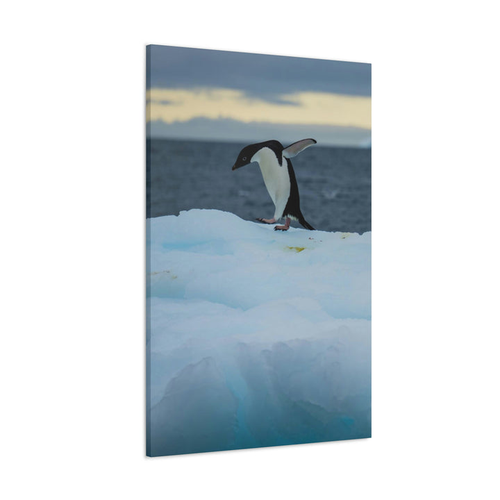 Penguin Dance - Canvas