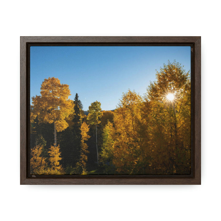 Sun Through the Aspens - Canvas with Frame