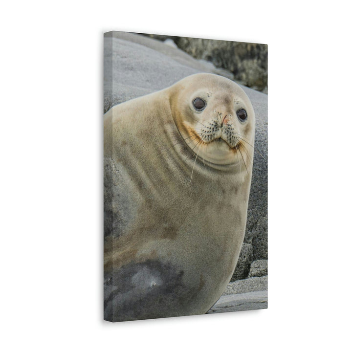 Weddell Smile - Canvas