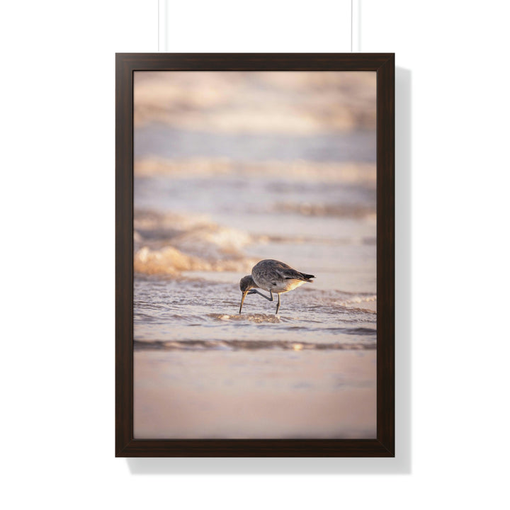 Willet Itch - Framed Print