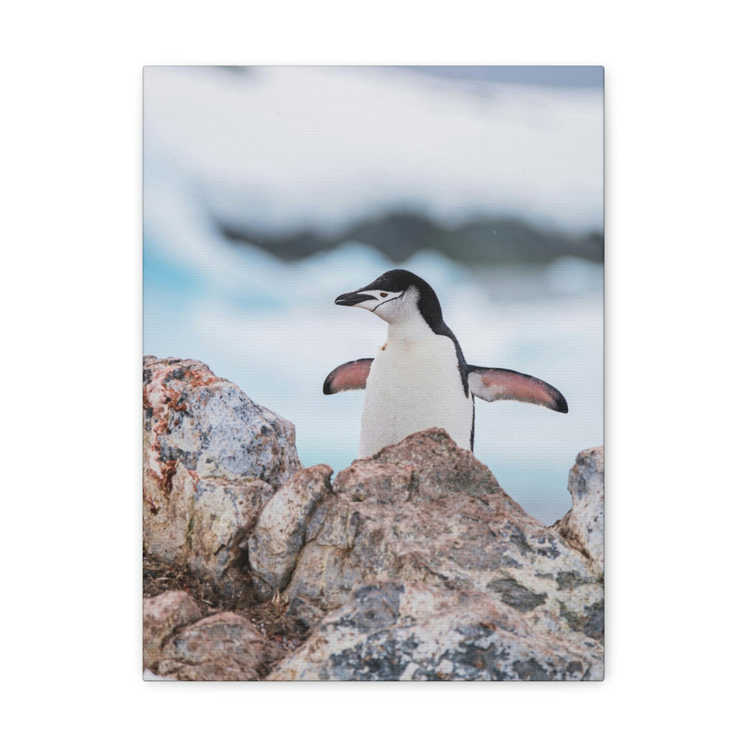 Stretched Penguin - Canvas