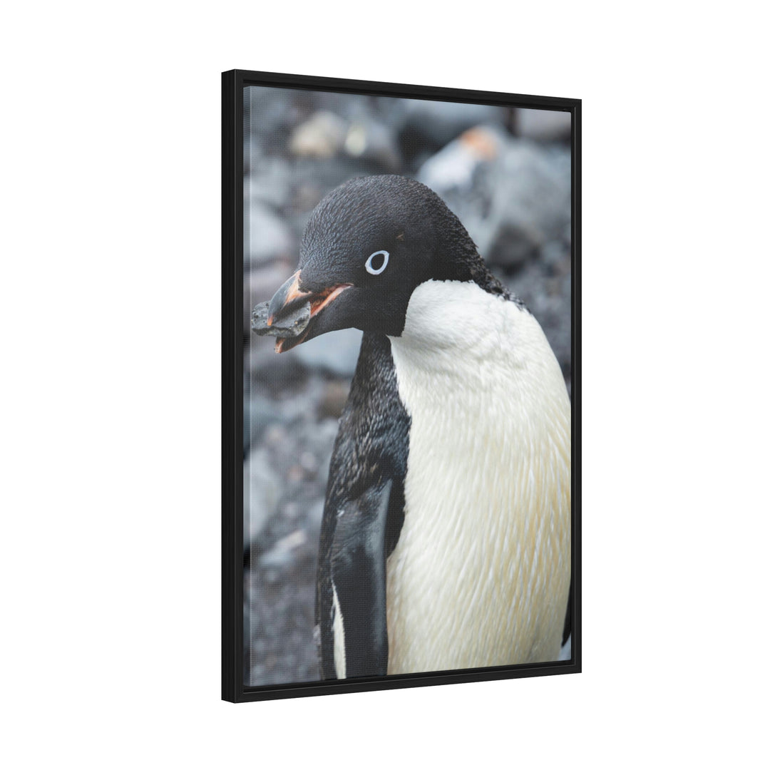 A Penguin's Pebble - Canvas with Frame