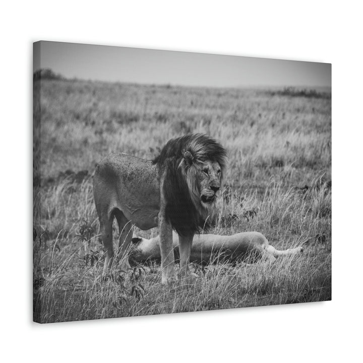 Mating Lions in Black and White - Canvas