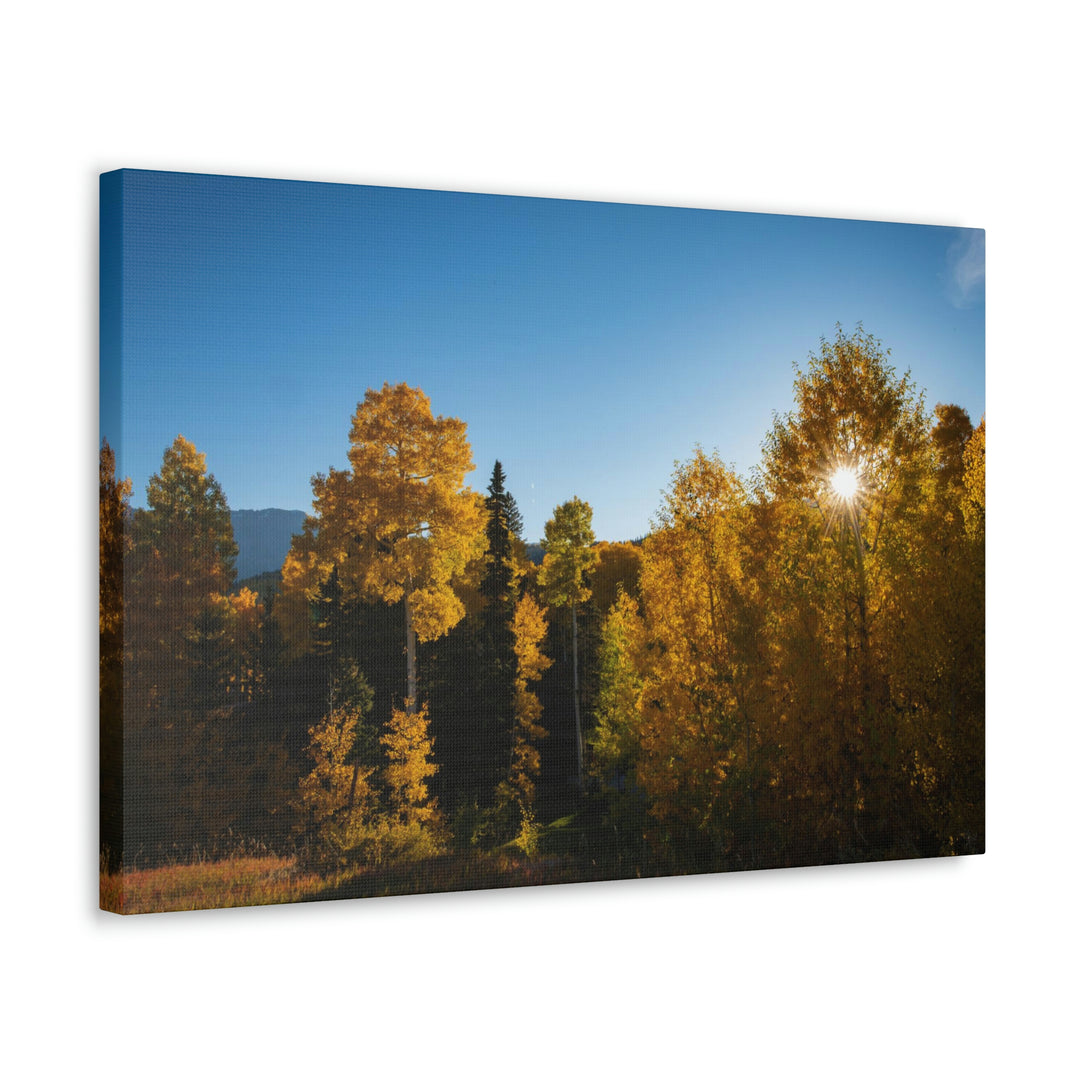 Sun Through the Aspens - Canvas