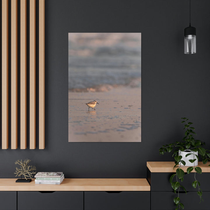 Sanderling in Soft Dusk Light - Canvas