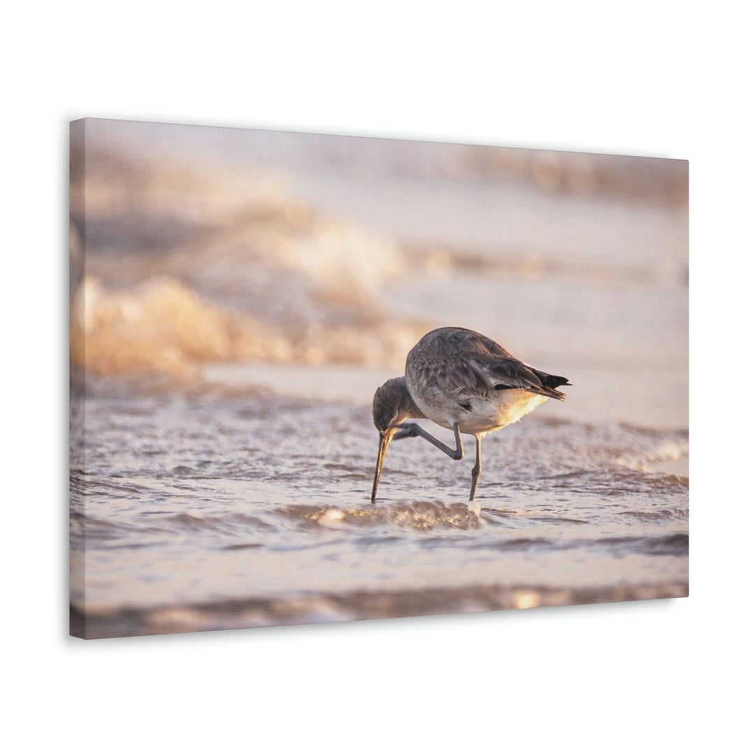 Willet Itch - Canvas